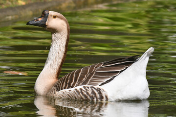A elegância e a altivez de um ganso no jardim do Museu da República - Catete - RJ