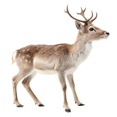 Obraz premium Enchanting Tiny Reindeer isolated on transparent background 