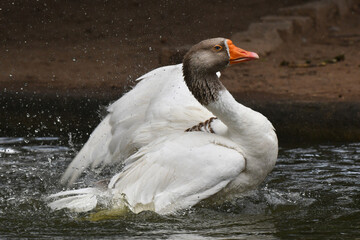 Um espet&aacute;culo ganso se banhando no lago do jardim do Museu da Rep&uacute;blica - Catete - RJ