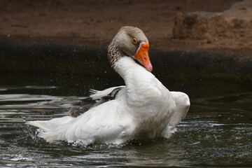 Um espet&aacute;culo ganso se banhando no lago do jardim do Museu da Rep&uacute;blica - Catete - RJ