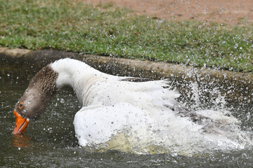 Um espet&aacute;culo ganso se banhando no lago do jardim do Museu da Rep&uacute;blica - Catete - RJ