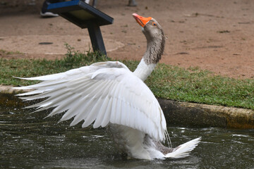 Um espet&aacute;culo ganso se banhando no lago do jardim do Museu da Rep&uacute;blica - Catete - RJ