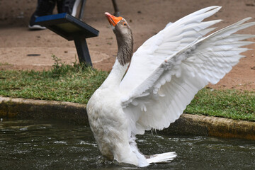 Um espet&aacute;culo ganso se banhando no lago do jardim do Museu da Rep&uacute;blica - Catete - RJ