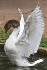 Um espet&aacute;culo ganso se banhando no lago do jardim do Museu da Rep&uacute;blica - Catete - RJ