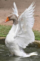 Um espet&aacute;culo ganso se banhando no lago do jardim do Museu da Rep&uacute;blica - Catete - RJ