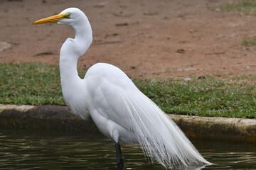 Linda garça marcando sua presença ilustre no lago do jardim do Museu da República - Catete - RJ 