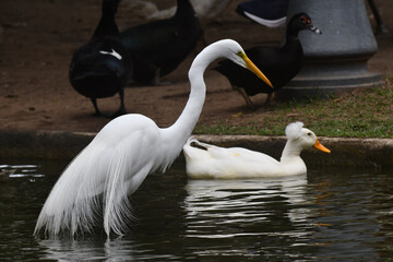 Linda garça marcando sua presença ilustre no lago do jardim do Museu da República - Catete - RJ 