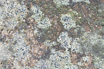 A detailed macro photograph capturing the complex, crusty patterns of pale green lichen and moss growing on a rock surface, ideal for natural backgrounds.