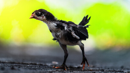 Cute small black chicken on green background