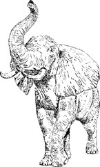 Elephant. Black and white illustration. Vector illustration.