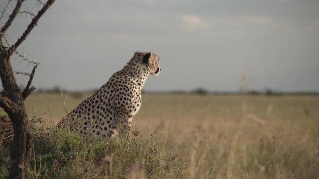 cheetah sitting in the grass