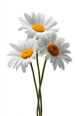 Three white daisies with yellow centers, stems, and a plain white background