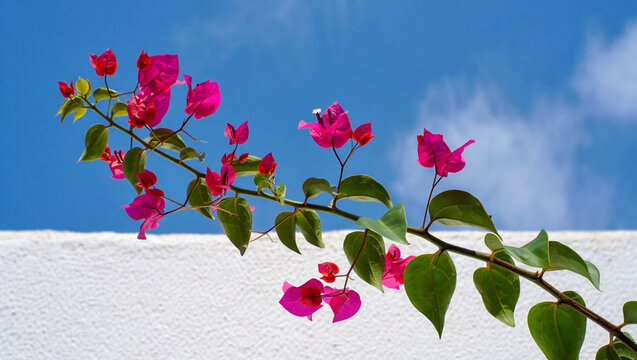 A branch of vibrant fuchsia-pink flowers against a blue sky.
