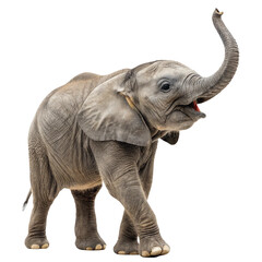 Obraz premium Baby elephant with trunk raised isolated on transparent background 