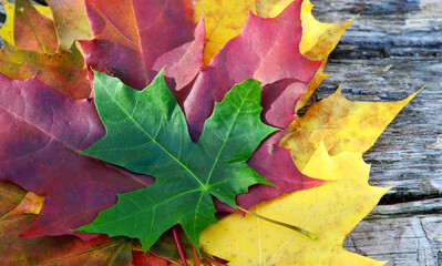 Colorful maple leaves on old wooden background.
Red,yellow and green autumn leaves. Fall season, autumn,nature cycle concept.Copyspace.