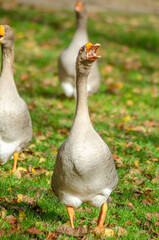 An angry goose honking loudly with its beak wide open, Funny Animal