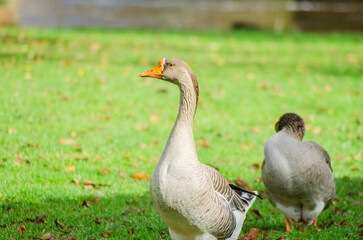 Obraz premium An alert goose with a long stretched neck in a green field The Concept of Curiosity and Alertness