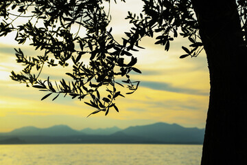 olive tree silhouette at sunset in Bardolino, lake Garda
