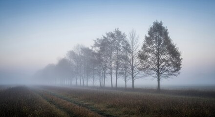 Obraz premium Misty field road with trees