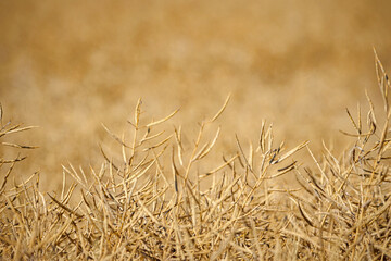Rapeseed field, mature canola pods