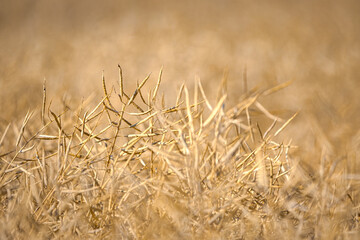 Rapeseed field, mature canola pods