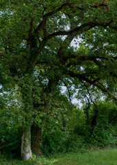 majestueux chêne dans la forêt