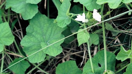 Close Up White Ivy Gourd Flower with Green Leaves, Tropical Exotic Vine Plant and Nature Photography