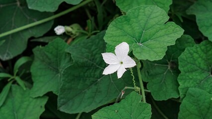 Close Up White Ivy Gourd Flower with Green Leaves, Tropical Exotic Vine Plant and Nature Photography