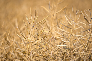 Rapeseed field, mature canola pods