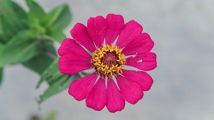 Vibrant Pink Zinnia Flower Bloom with Yellow Center in Close Up Macro Nature Photography