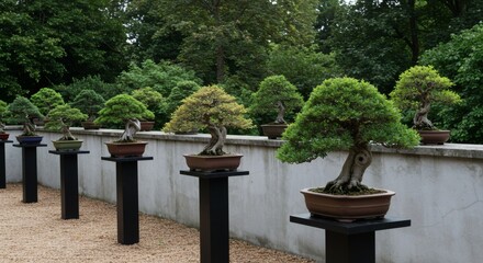 Serene Bonsai Collection in Garden Oasis.