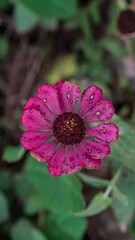 Vibrant Pink Zinnia Flower Bloom with Yellow Center in Close Up Macro Nature Photography