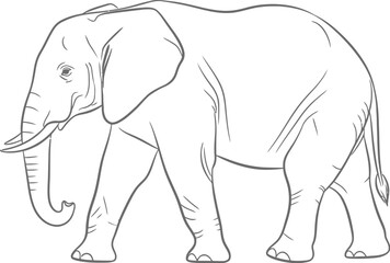Fototapeta premium An elephant walking, a majestic creature with its powerful legs and distinctive long trunk