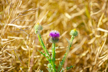 Pink bud of Prickly Thistle wildflower