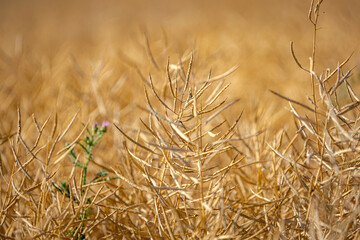 Rapeseed field, mature canola pods