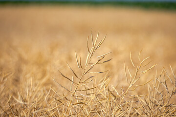 Rapeseed field, mature canola pods
