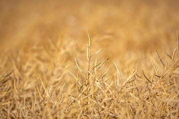 Rapeseed field, mature canola pods