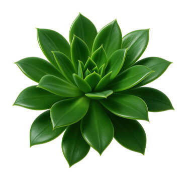 Succulent with thick, lance-shaped leaves and a smooth finish