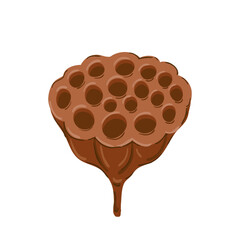 Brown Dried lotus pod, dehydrated lotus fruit, seed head. water lily die For cosmetic, ayurveda