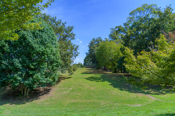 青空の下に広がる緑の芝生の丘と木々