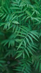 Close-Up Aesthetic Macro Photography of Green Marigold Leaves, Botanical Nature Foliage Detail, Minimalist Leaf Texture Background in Natural Light Phone Wallpaper