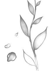 Plant Dewdrops and Stems Detailed Pencil Drawing