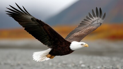 Obraz premium Majestic bald eagle soaring over the riverbank during autumn in Alaska, showcasing its powerful wingspan and striking white head