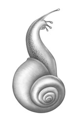 Snail Pencil Detailed Drawing