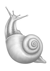 Snail Pencil Detailed Drawing