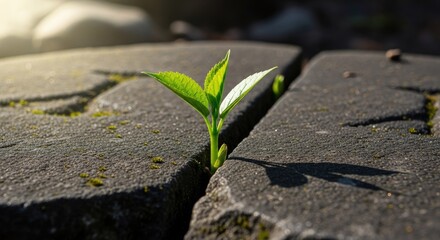 Resilient Plant Sprouting Through Cracked Stone.