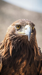 The eagle seen in Bokonbaevo, Kyrgyzstan