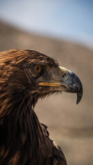 The eagle seen in Bokonbaevo, Kyrgyzstan