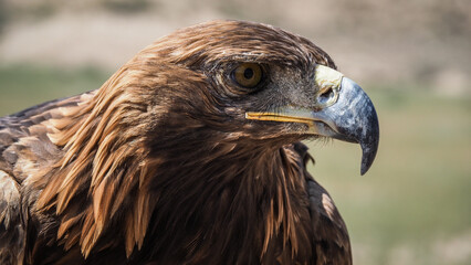 The eagle seen in Bokonbaevo, Kyrgyzstan