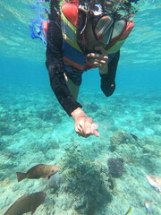 Fototapeta premium Samarinda, Indonesia, April01,2026 : Adventurous snorkeler interacts with tropical fish, exploring a vibrant coral reef in crystal clear ocean water during a serene underwater journey